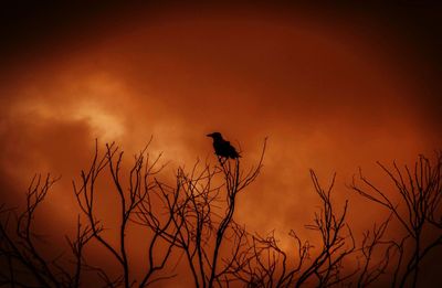 Silhouette bird perching on branch against sky during sunset