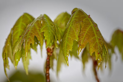 Close-up of green plant