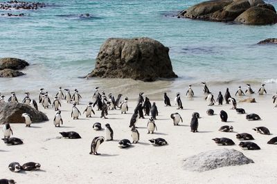 High angle view of birds on beach