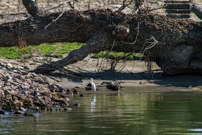 Birds in water by trees