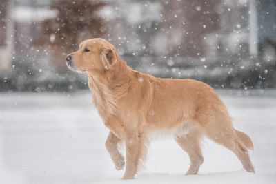 Dog on snow