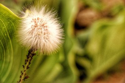 Close-up of dandelion flower