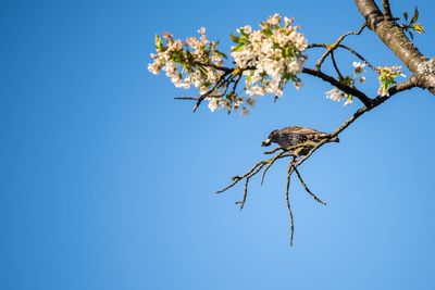 Low angle view of cherry blossoms against clear blue sky