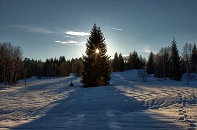 Trees on snow covered landscape against sky