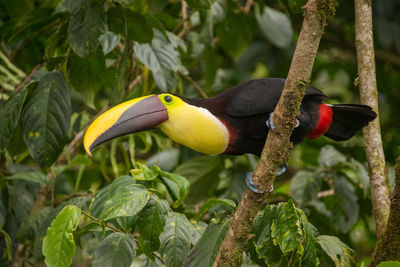 Close-up of bird perching on branch