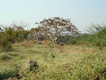 Trees on field against clear sky