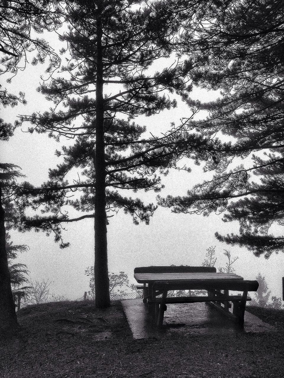 tree, bench, empty, tranquility, absence, growth, park bench, nature, tree trunk, chair, branch, park - man made space, shadow, tranquil scene, day, seat, sunlight, no people, outdoors, wood - material