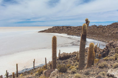 Scenic view of cacti and bolivian salt flats against sky