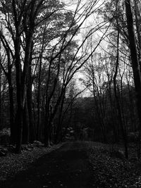 Trees in forest against sky