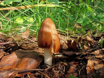 Close-up of mushroom growing on field