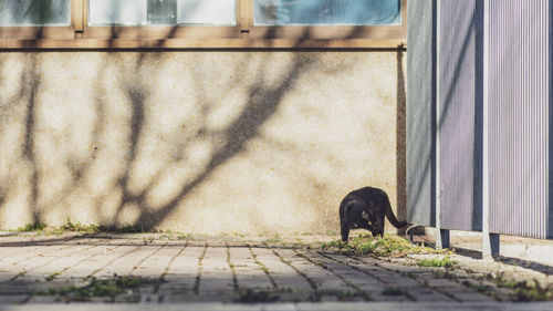 Shadow of a cat on wall