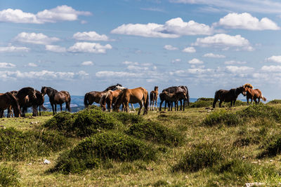 Wild  ponies of dartmoor  with there young