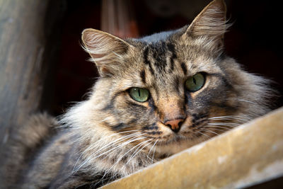 Close-up portrait of a cat