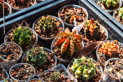 High angle view of succulent plants in market