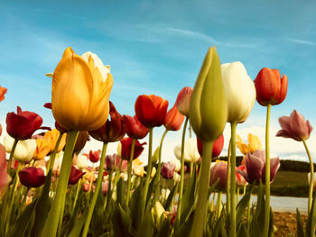 Close-up of tulips in field