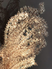 Close-up of dried plant