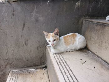 Portrait of cat relaxing on concrete wall