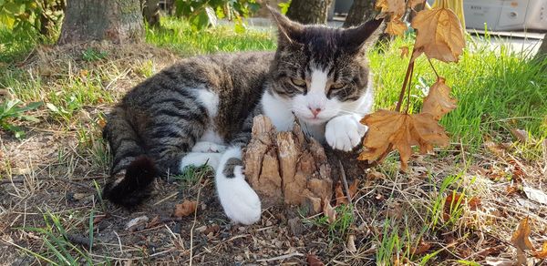 Cat relaxing on field