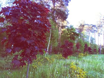 Trees and plants growing on field