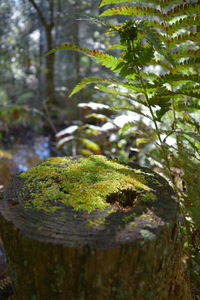 Close-up of moss growing on tree