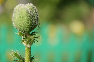 Close-up of green plant