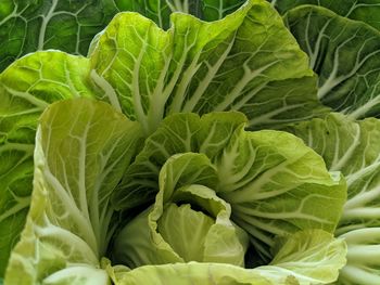 Full frame shot of green leaves of a cabbage.