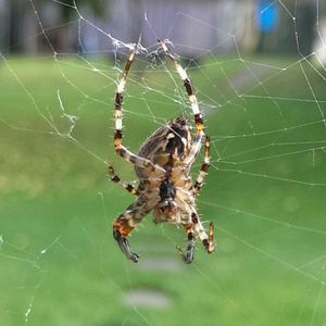 Close-up of spider web