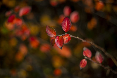 Close-up of red berries on branch