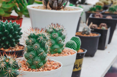 Close-up of potted plant on table