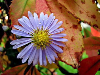 Close-up of flower