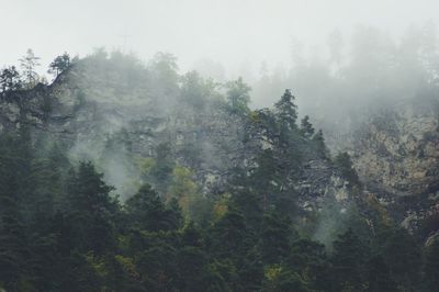 Trees in forest during foggy weather