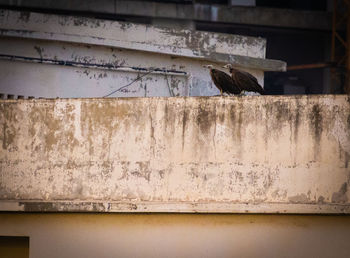 Low angle view of pigeon perching on wall