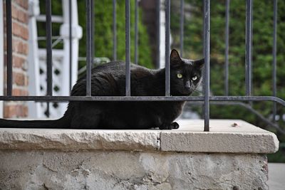 Black cat behind fence