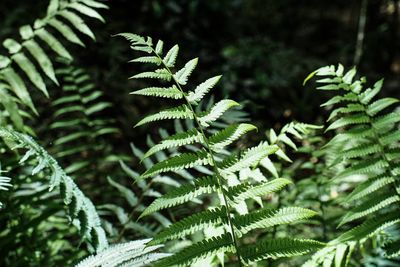 Close-up of fern leaves