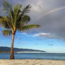 Palm tree on beach against cloudy sky