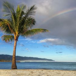 Palm trees on beach against cloudy sky