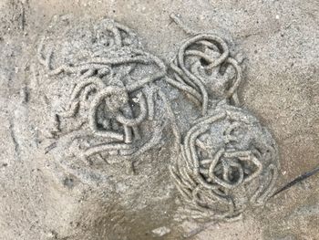 Close-up of animal representation