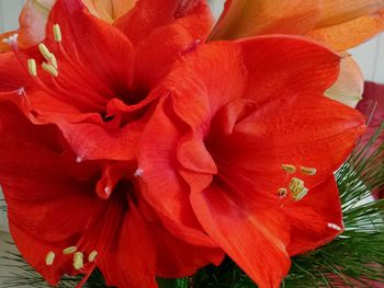 Close-up of red flowers