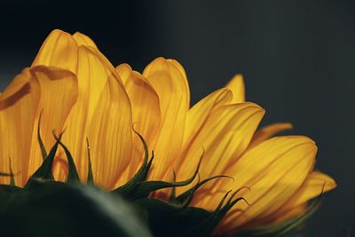 Close-up of yellow day lily against black background
