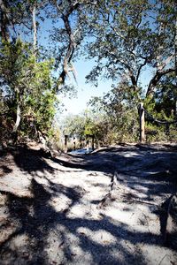 Road along trees