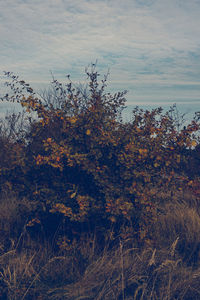 Trees against sky during autumn