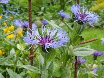 Close-up of purple flowers blooming outdoors