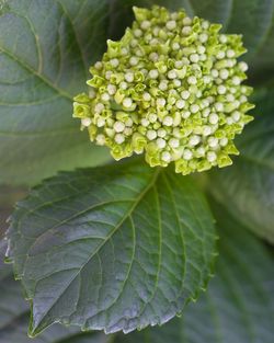 Close-up of flowering plant