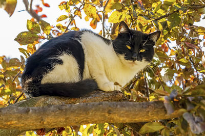 Portrait of a cat on branch