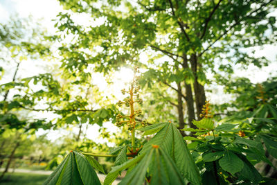 Low angle view of leaves on tree in forest