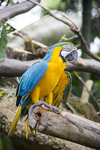 Gold and blue macaw perching on tree