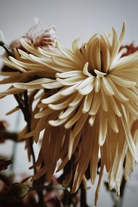 Close-up of wilted flower