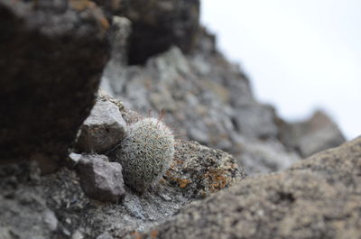 Close-up of rocks on rock