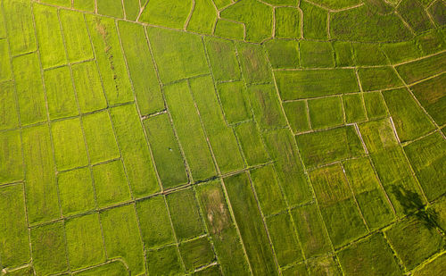 Full frame shot of green farm