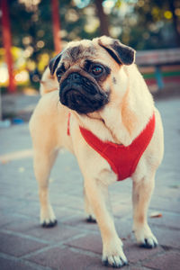 dog